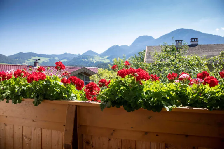 Sommer